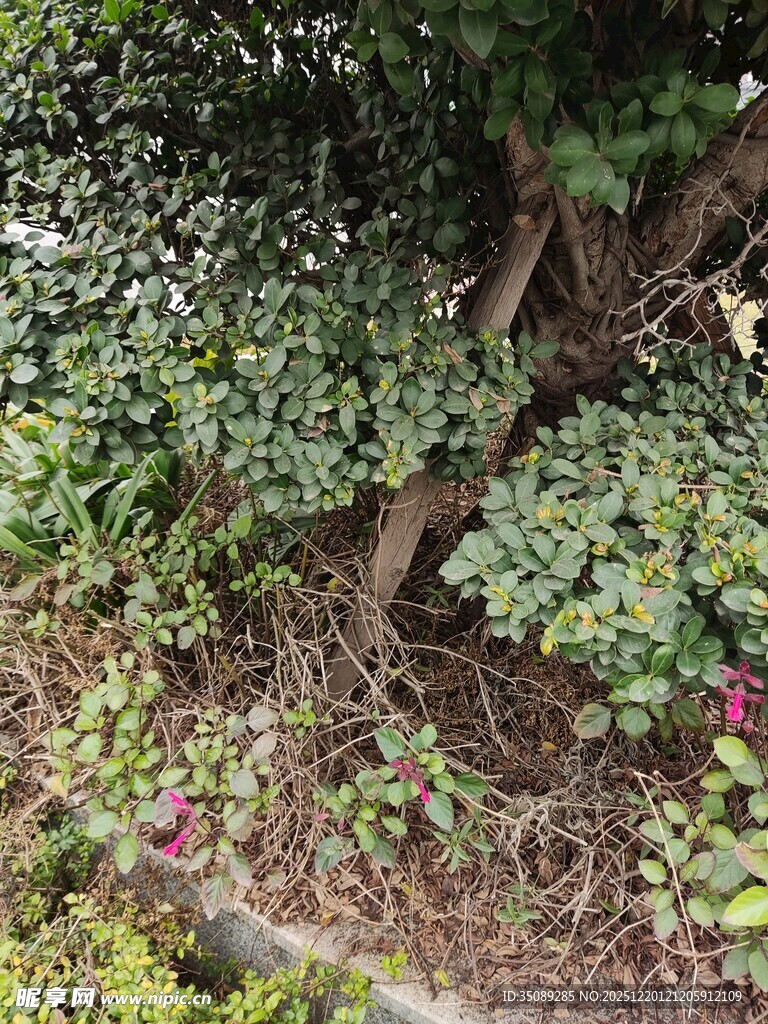 盘根错节的绿植景观