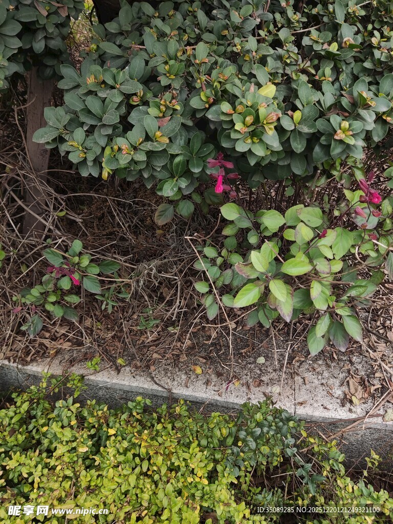 花园中的多彩植物景观