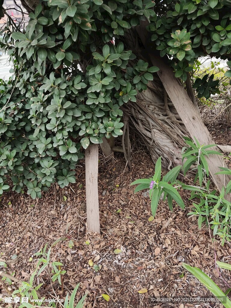 藤蔓缠绕的老旧木架