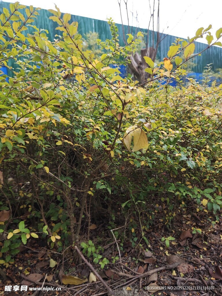 绿叶繁茂的户外灌木丛