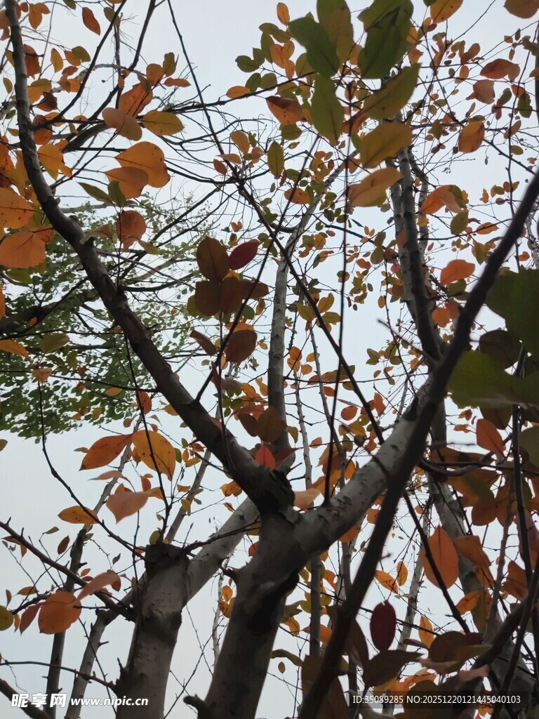 秋日树枝上的斑斓树叶