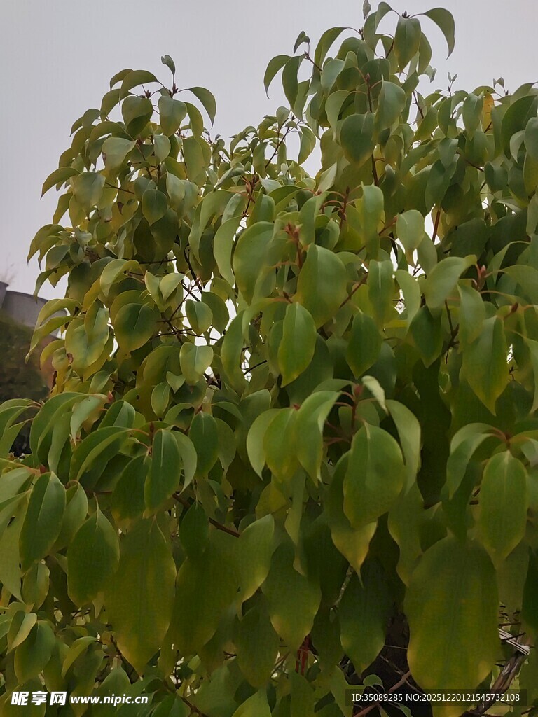 绿叶繁茂的树木