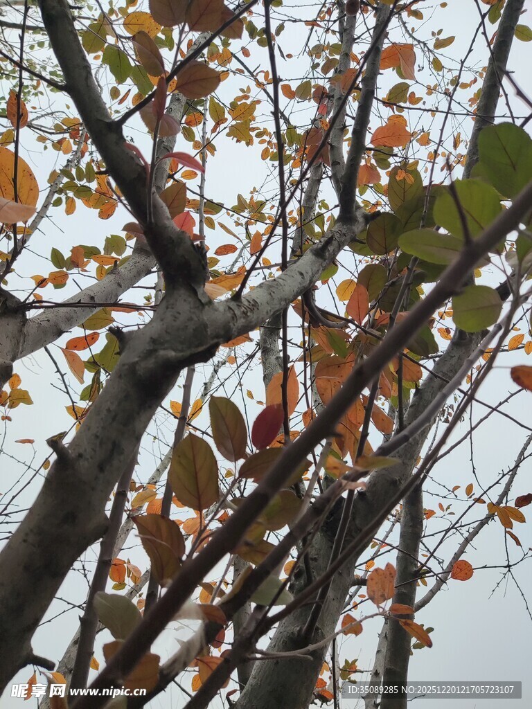 秋日树枝上的斑斓树叶