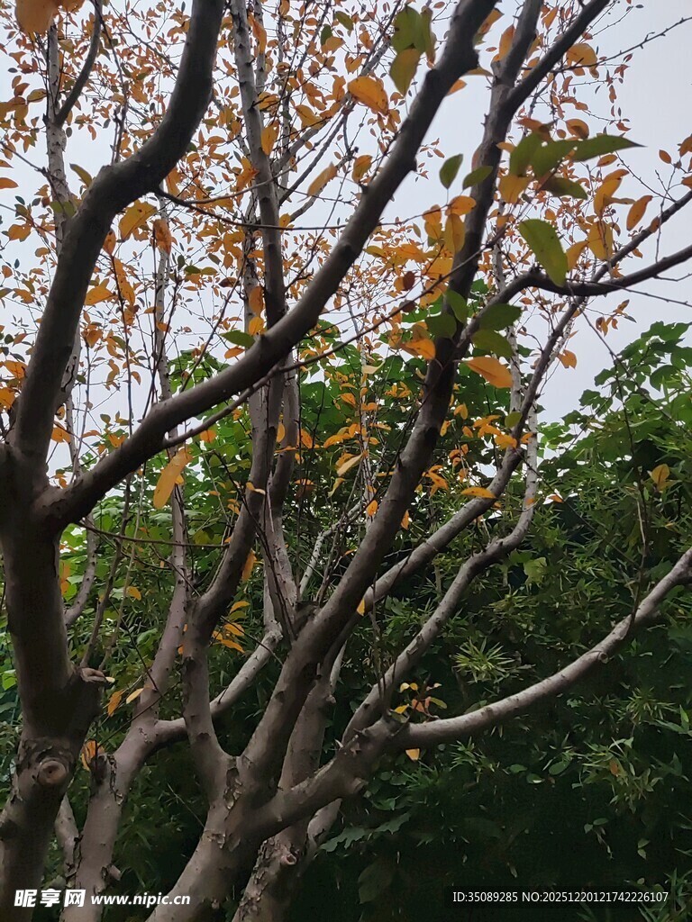 秋日树枝与多彩树叶景观