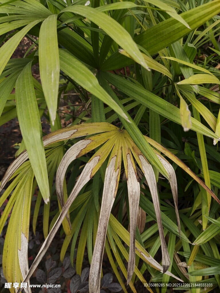 翠绿斑斓的羽状叶片植物