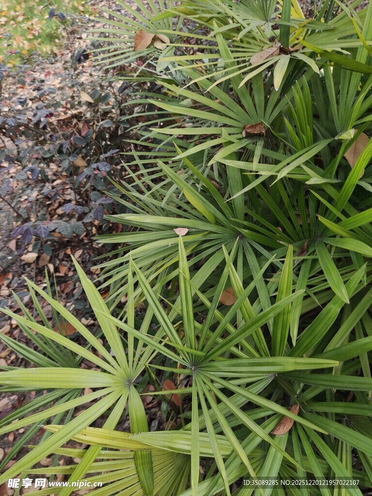 翠绿蒲葵植物景观
