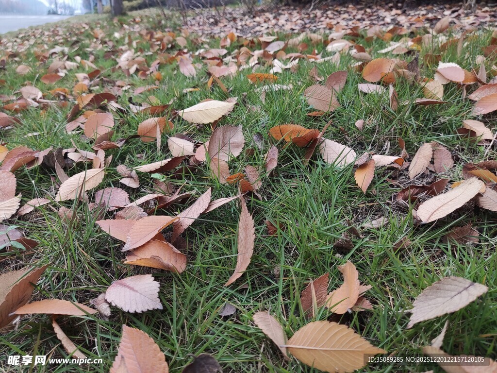 草地之上的缤纷落叶