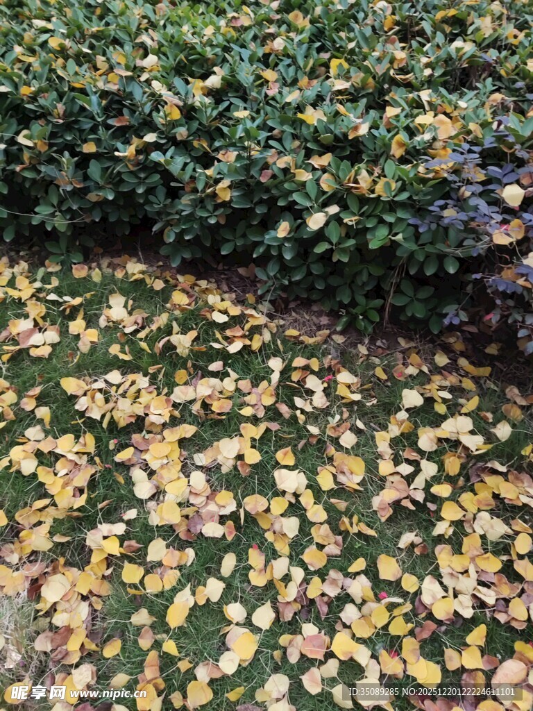 落叶铺地的静谧绿植景观