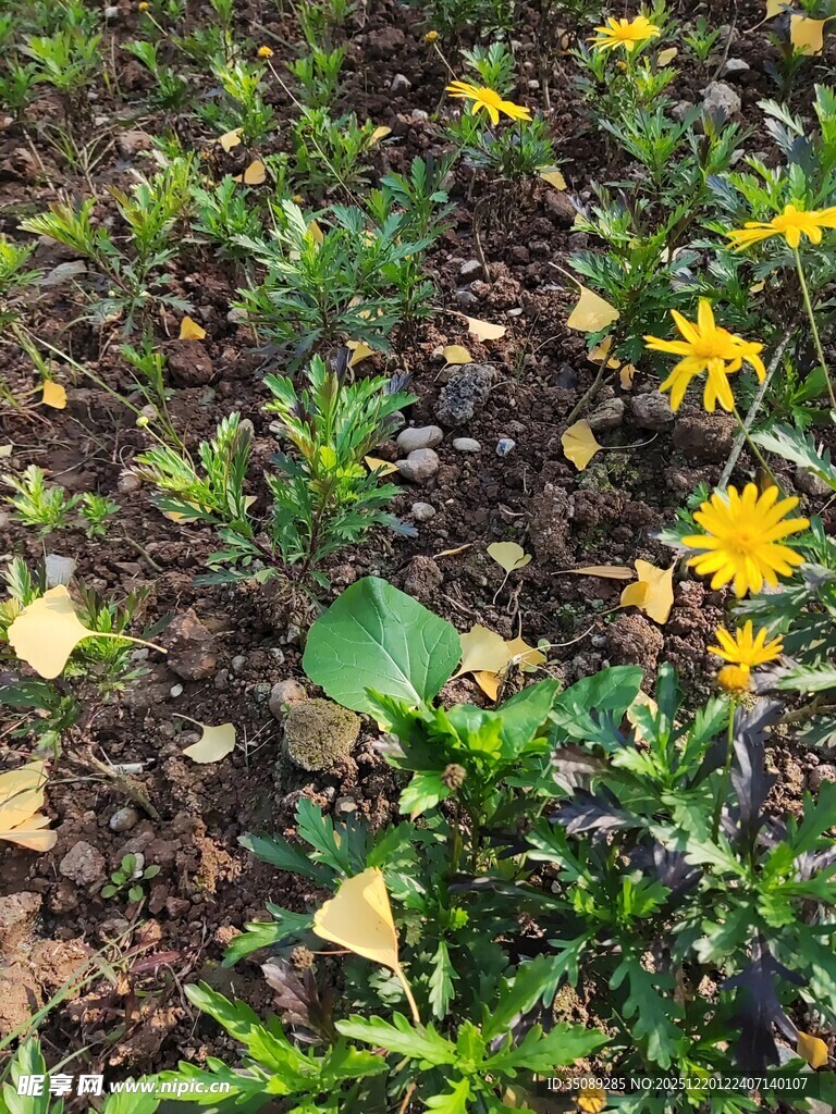 草丛中的黄色小花绽放