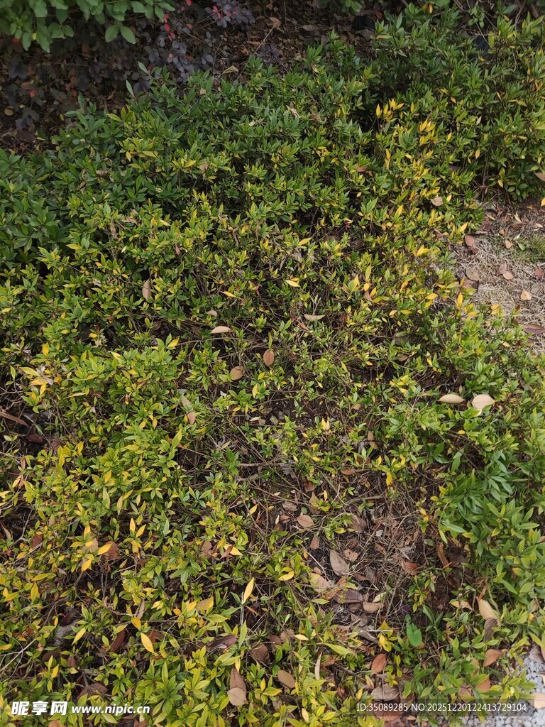 地面上的繁茂绿色植物