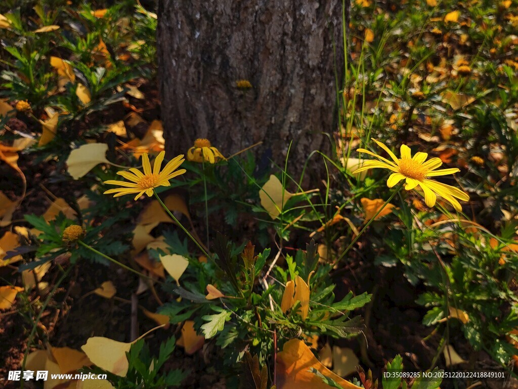 树下秋景中的明艳小黄花