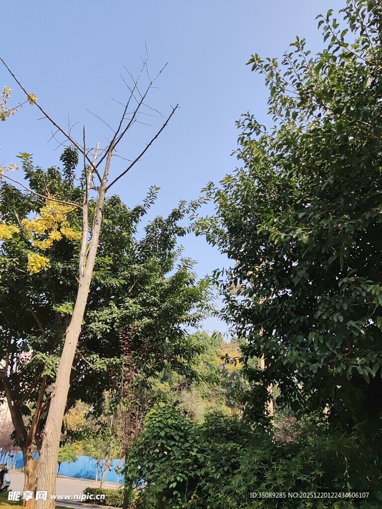 枯树立于繁茂绿植间