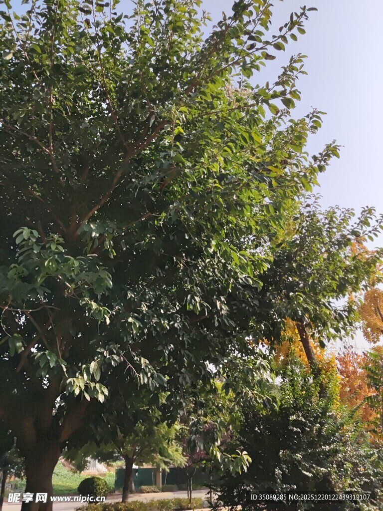 户外繁茂绿树景观