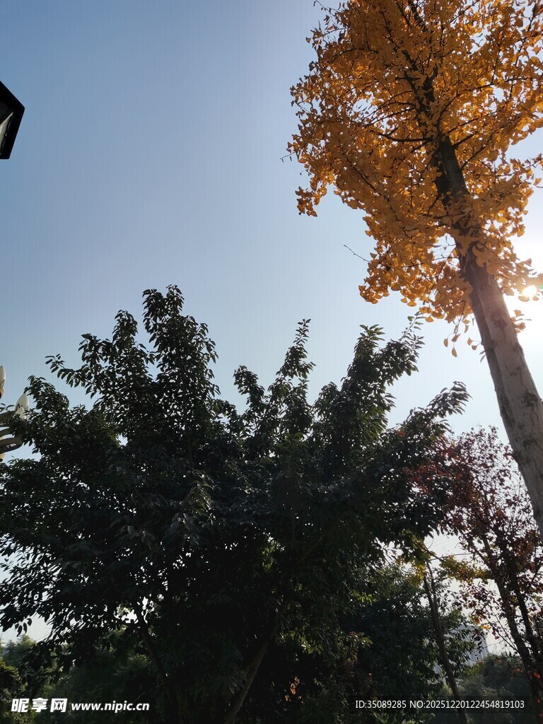 秋日挺拔银杏与绿树