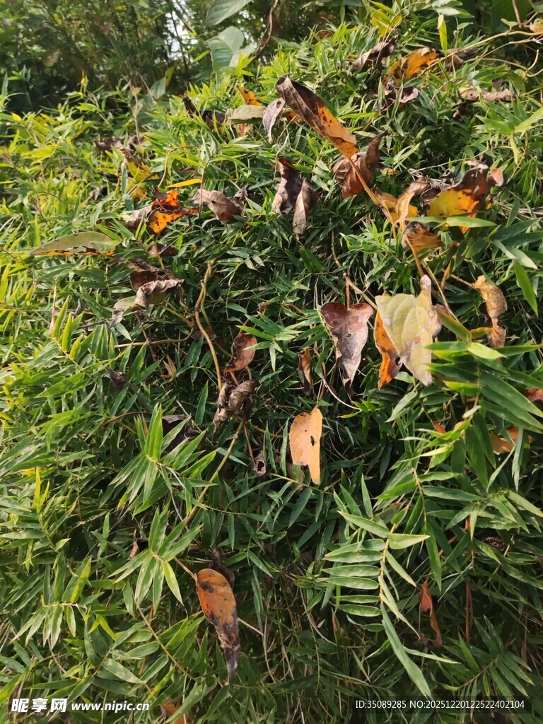 绿叶间的多彩叶片