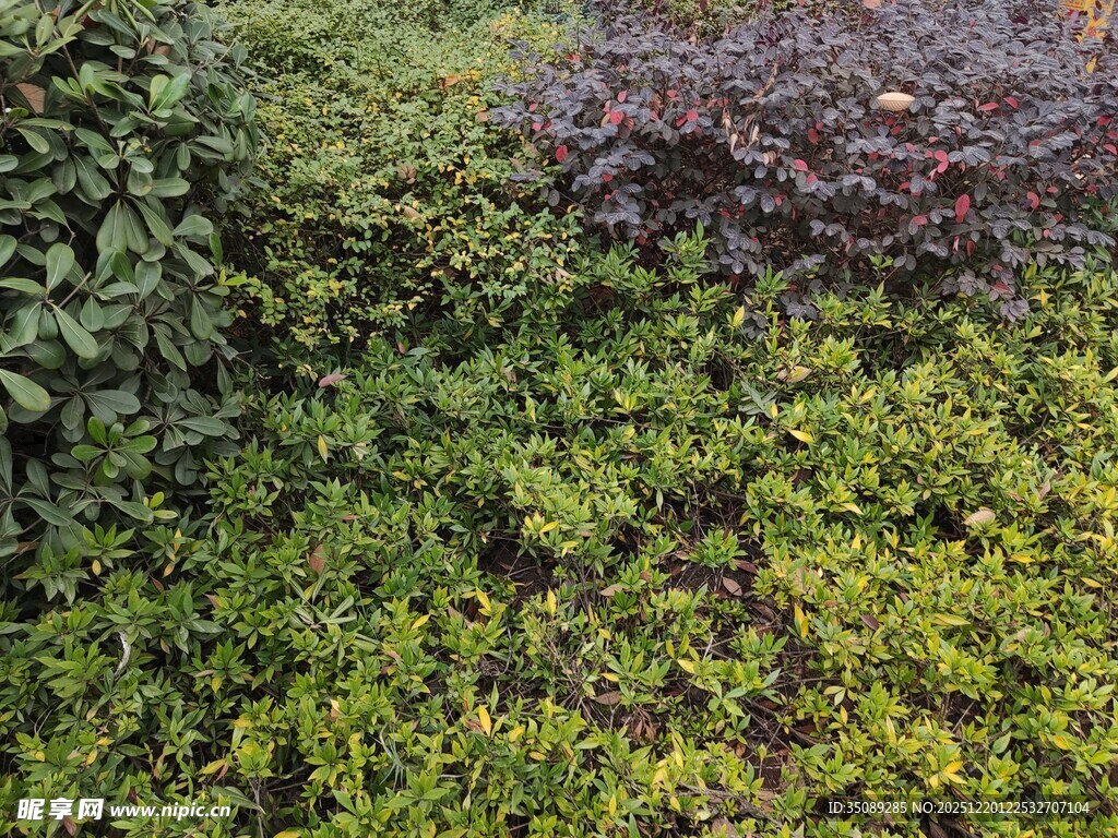 多彩绿植墙景观