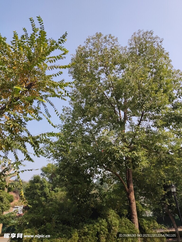 夏日葱郁树木景观