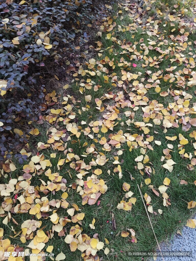 落叶铺地的秋日景象