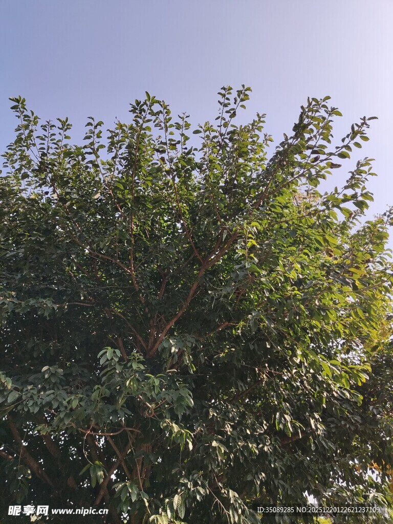 阳光下的繁茂绿树