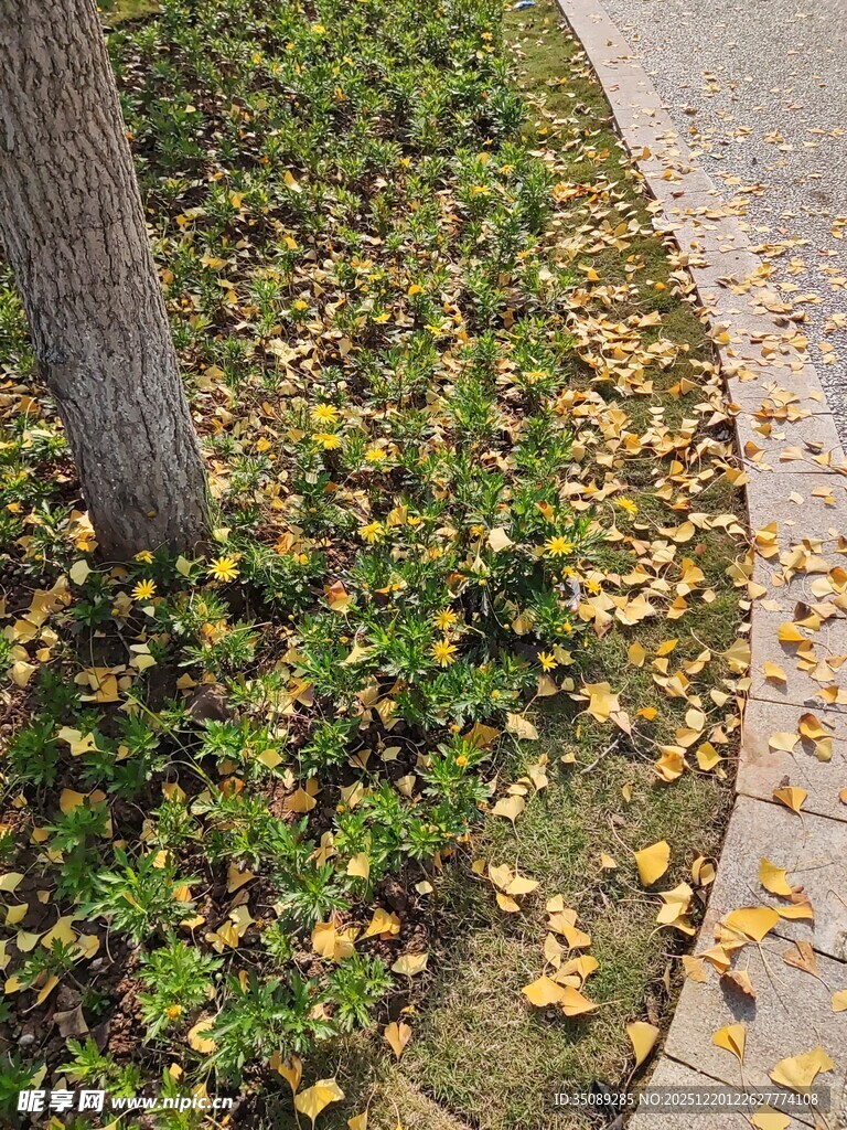 树下落叶与绿植的秋日景致