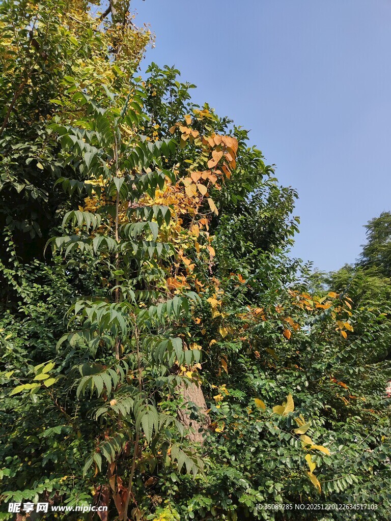 树上挂着橙黄果实