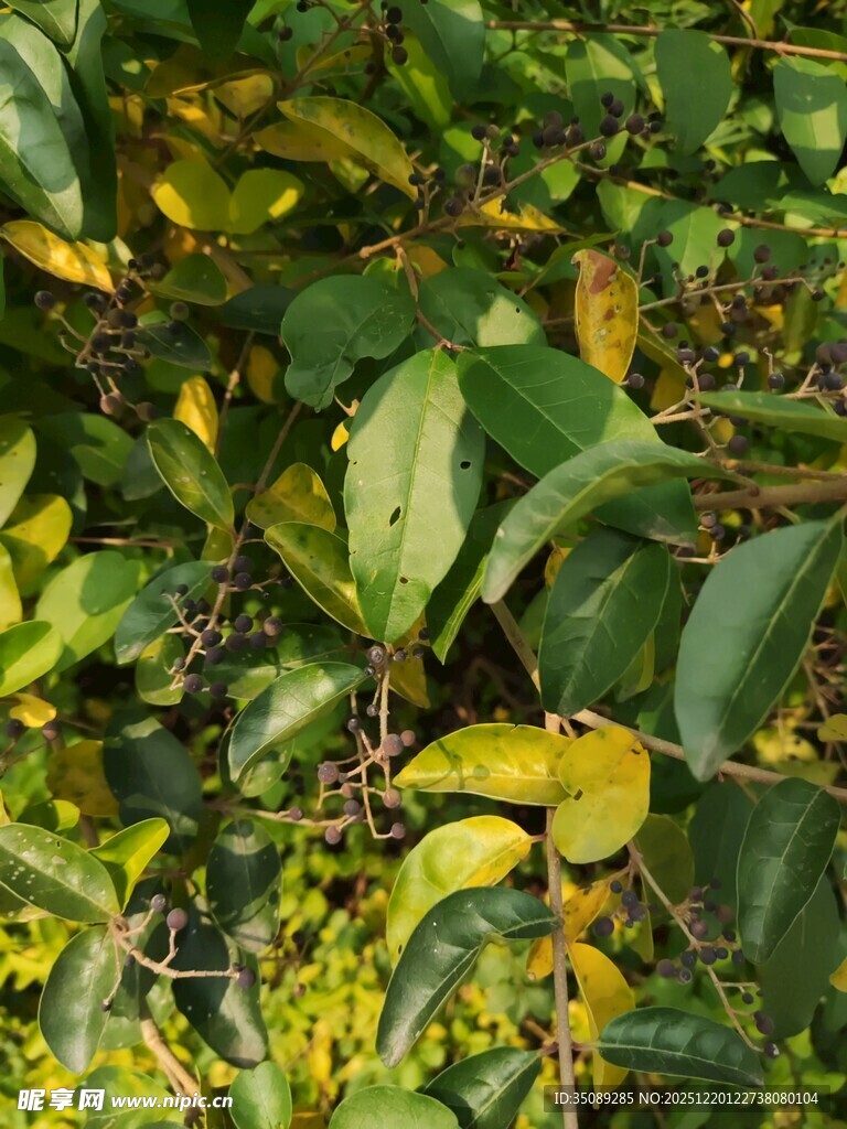 翠绿繁茂的植物叶片