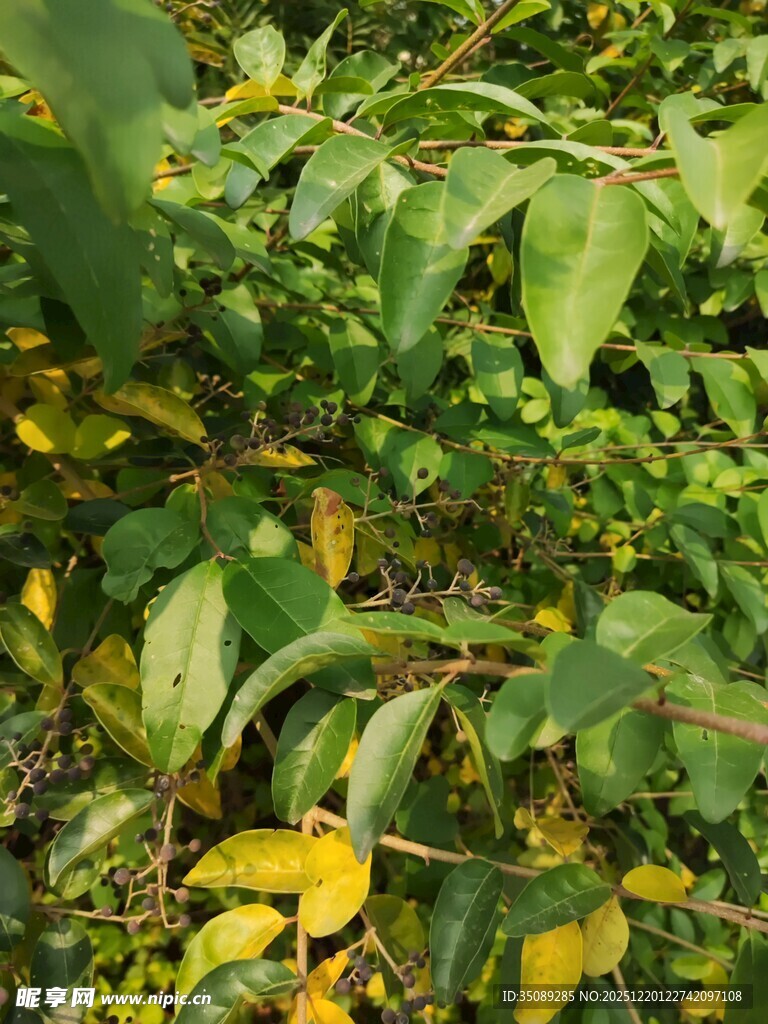 绿叶繁茂的植物景观