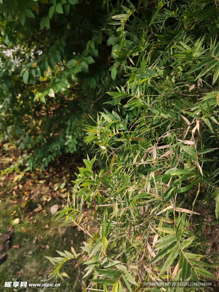 翠绿繁茂的植物枝叶