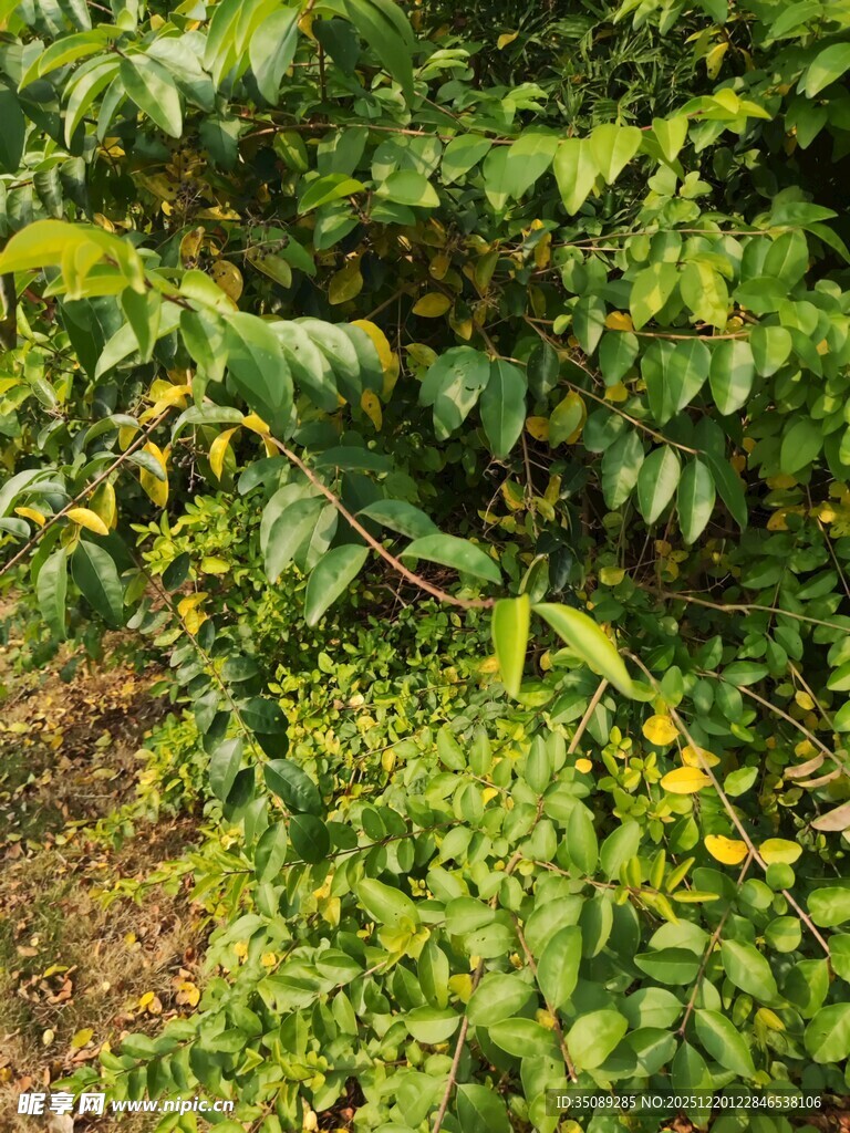 繁茂绿植生机盎然