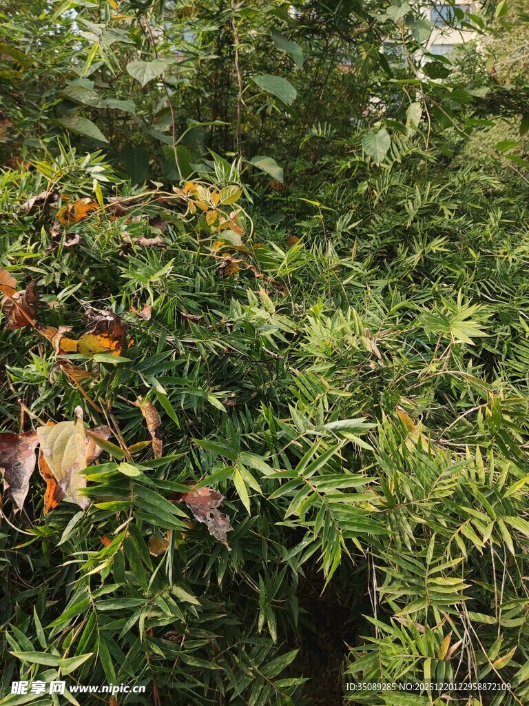 繁茂绿植中的多彩叶片