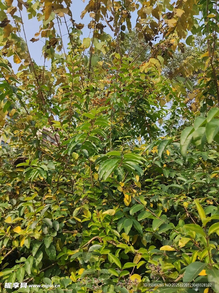 繁茂绿植展现自然生机