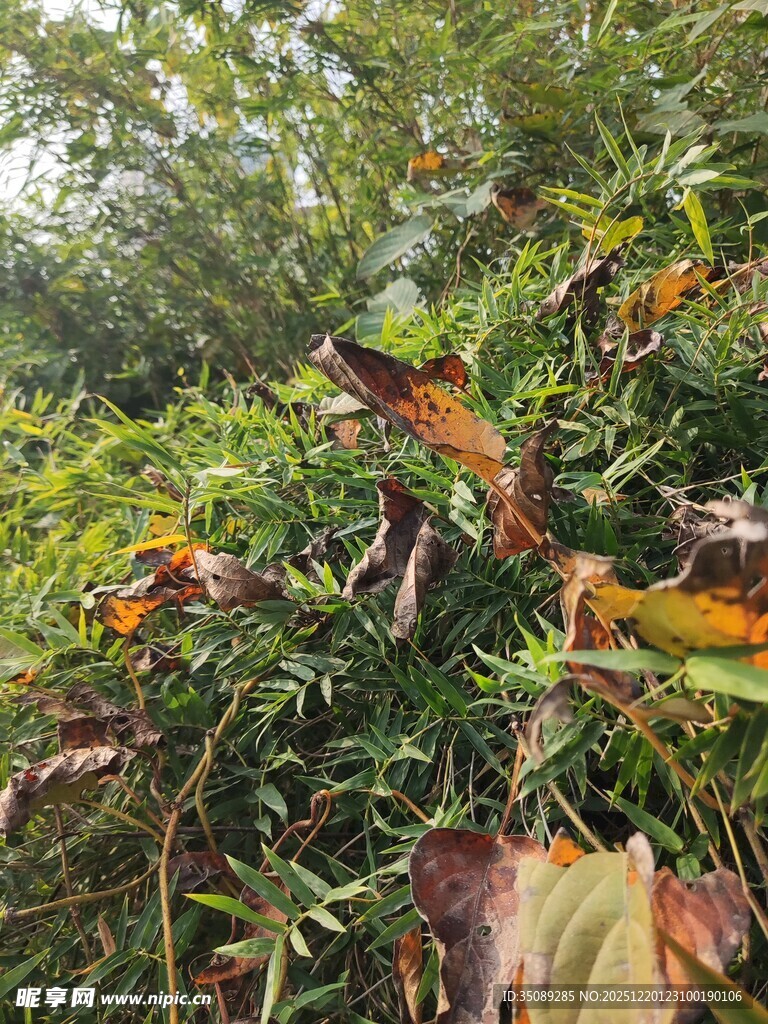 秋日林间多彩植物景观
