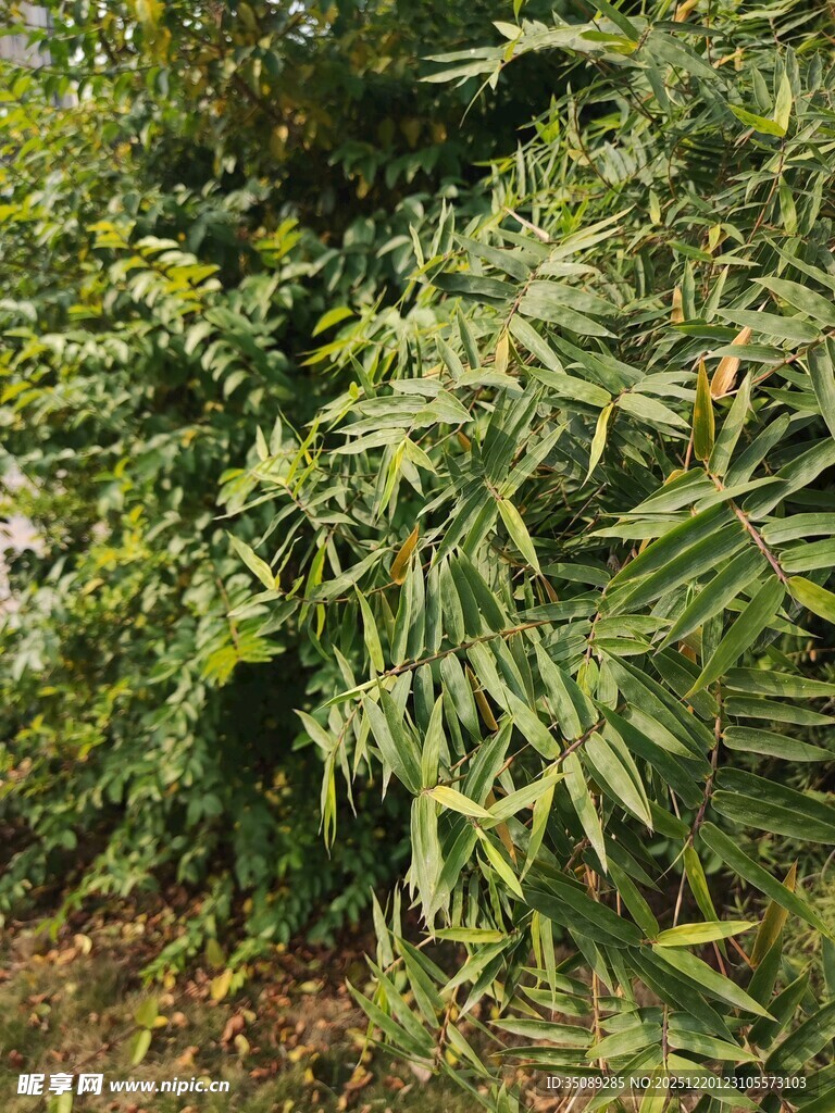 翠绿繁茂的柳叶植物