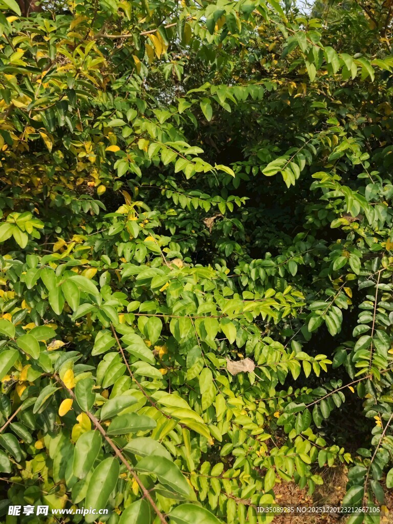 繁茂绿植展现自然生机