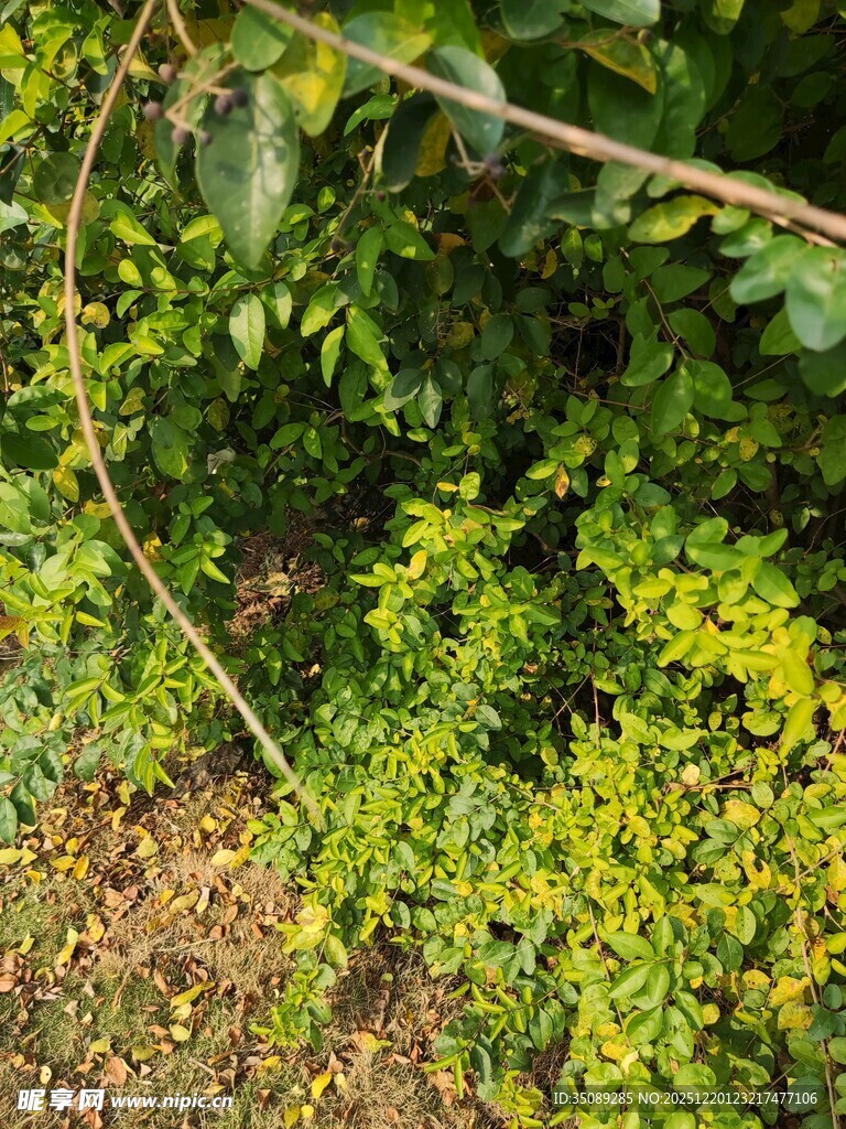 绿叶繁茂的自然植物景象