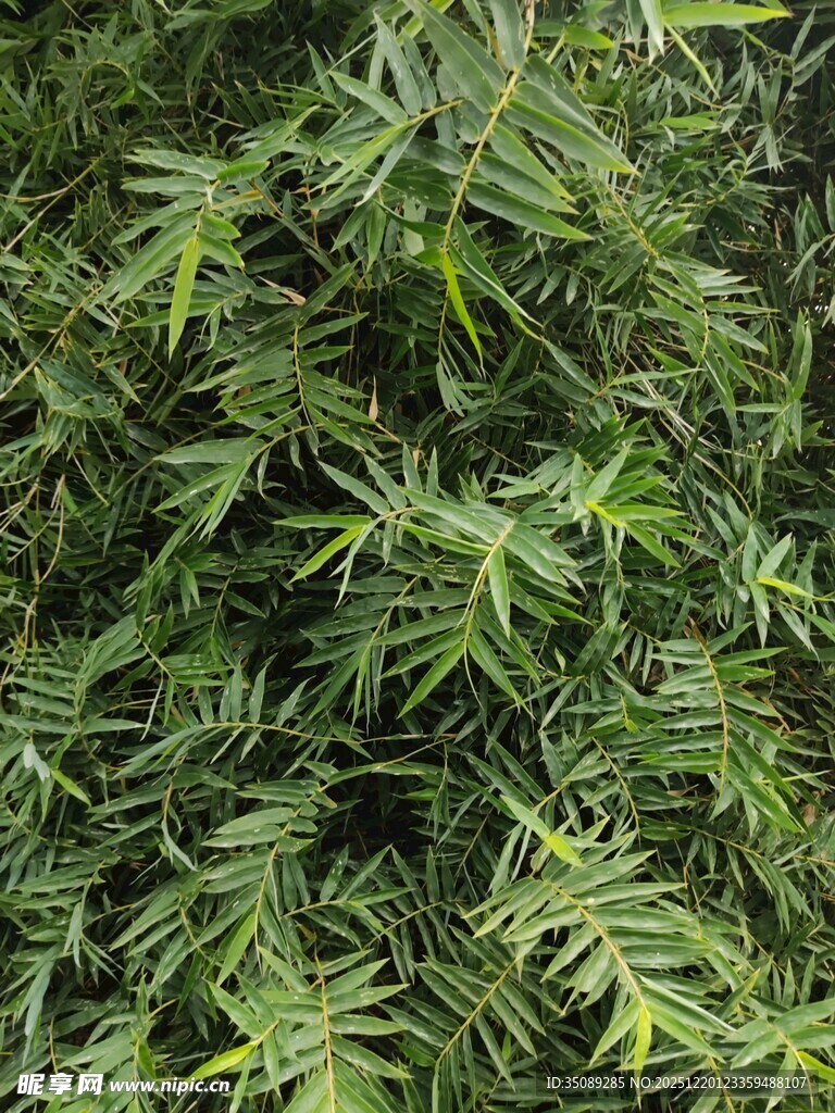 茂密翠绿的羽状叶片植物