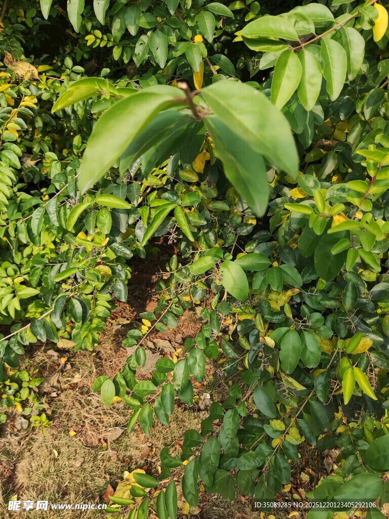 绿叶繁茂的植物景象