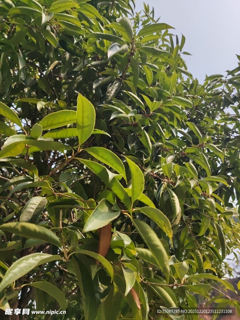 绿叶繁茂的果树景象