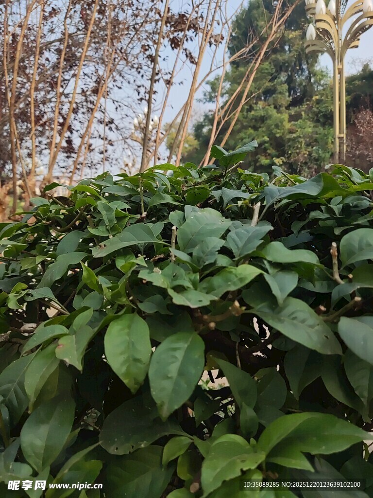 绿叶繁茂的植物景观