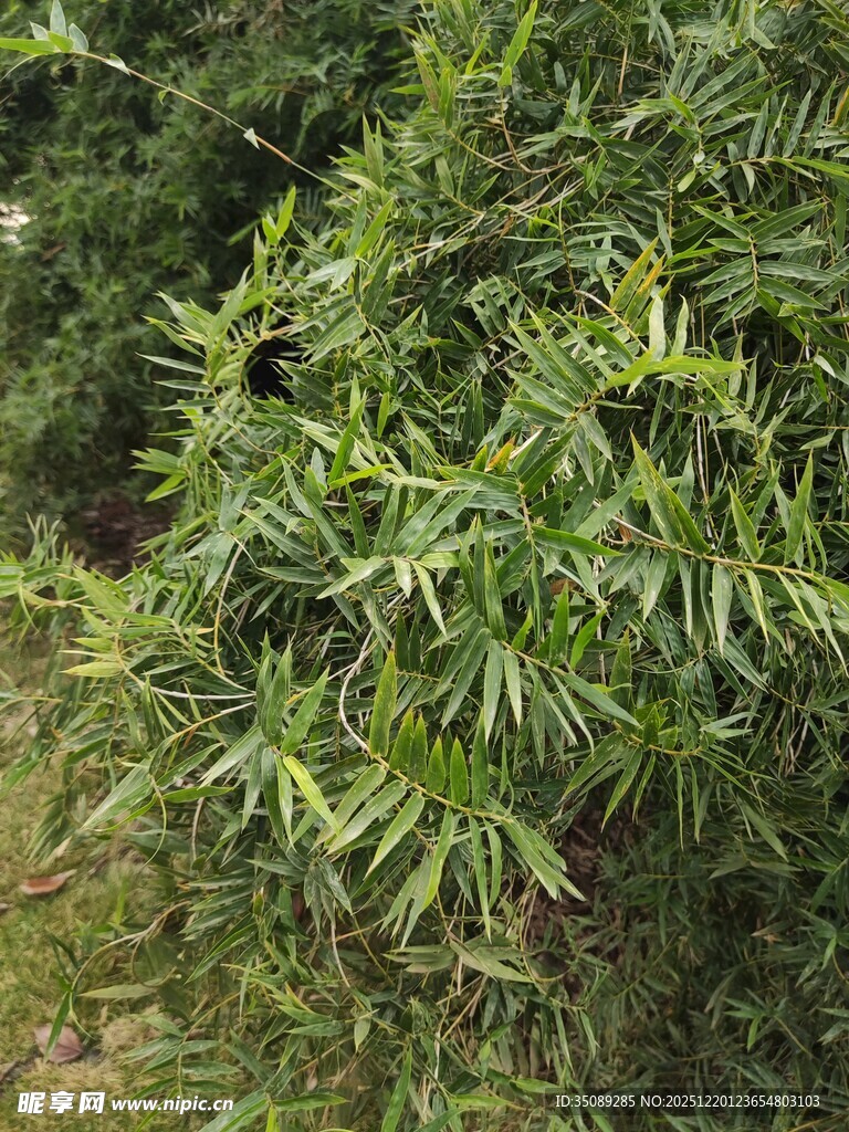 翠绿茂密的植物景观