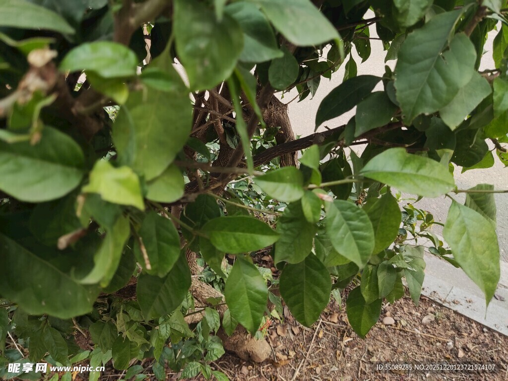 绿叶繁茂的植物景象