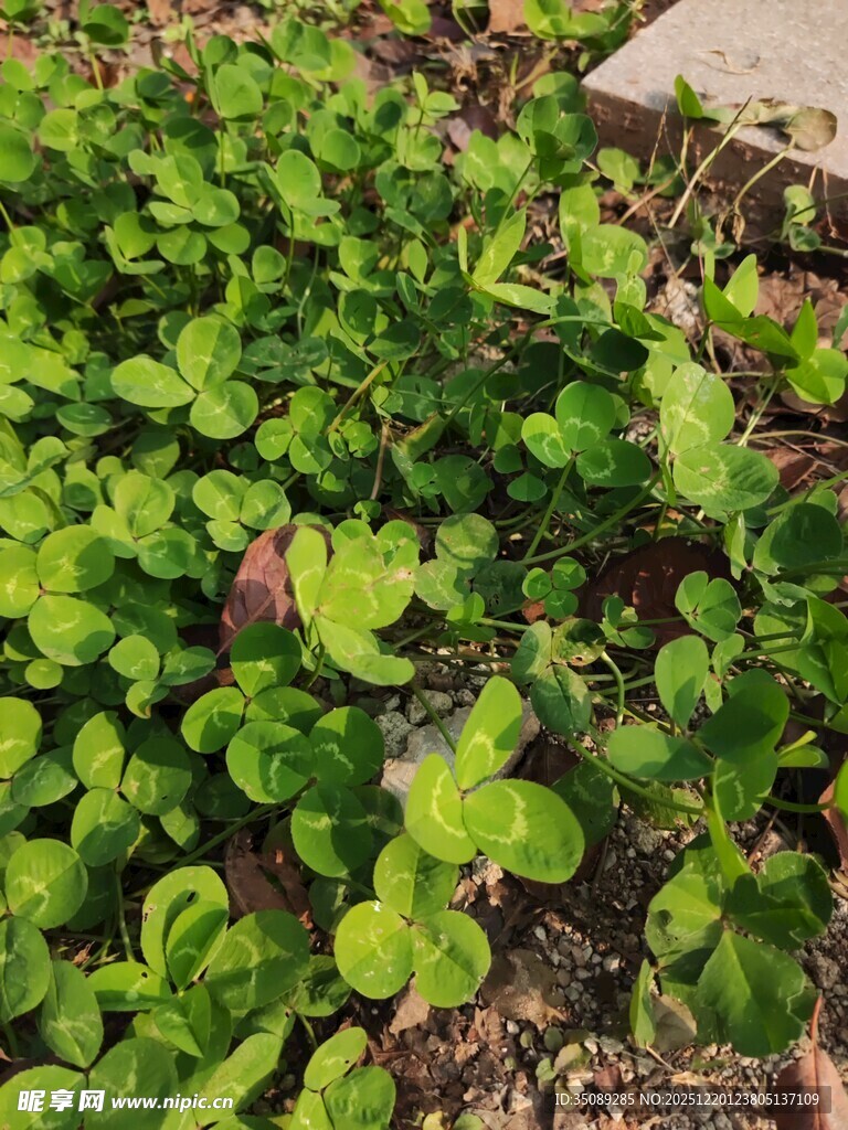 嫩绿菜苗生机盎然