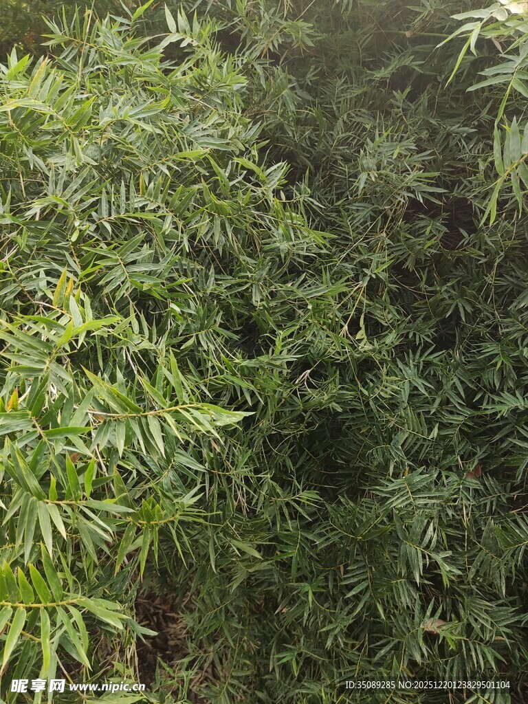 茂密翠绿的竹林景观