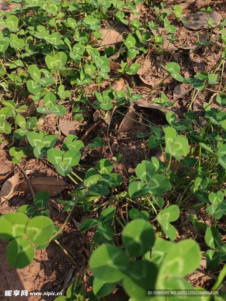 地面上的翠绿常春藤植物