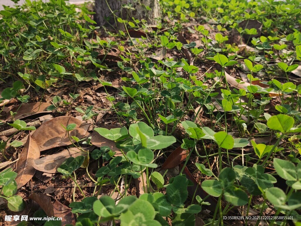 绿叶繁茂的地面植物景观