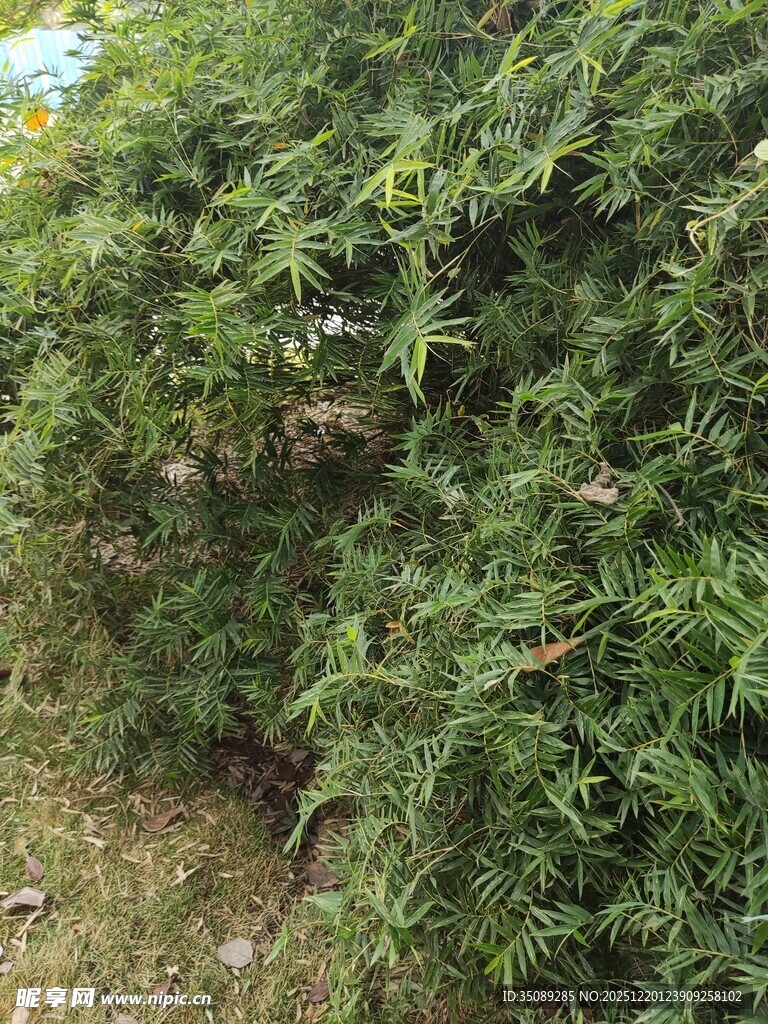 茂密绿植景观