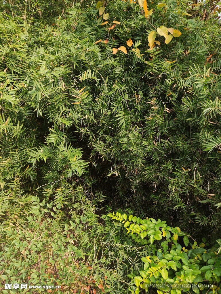 茂密绿植景观