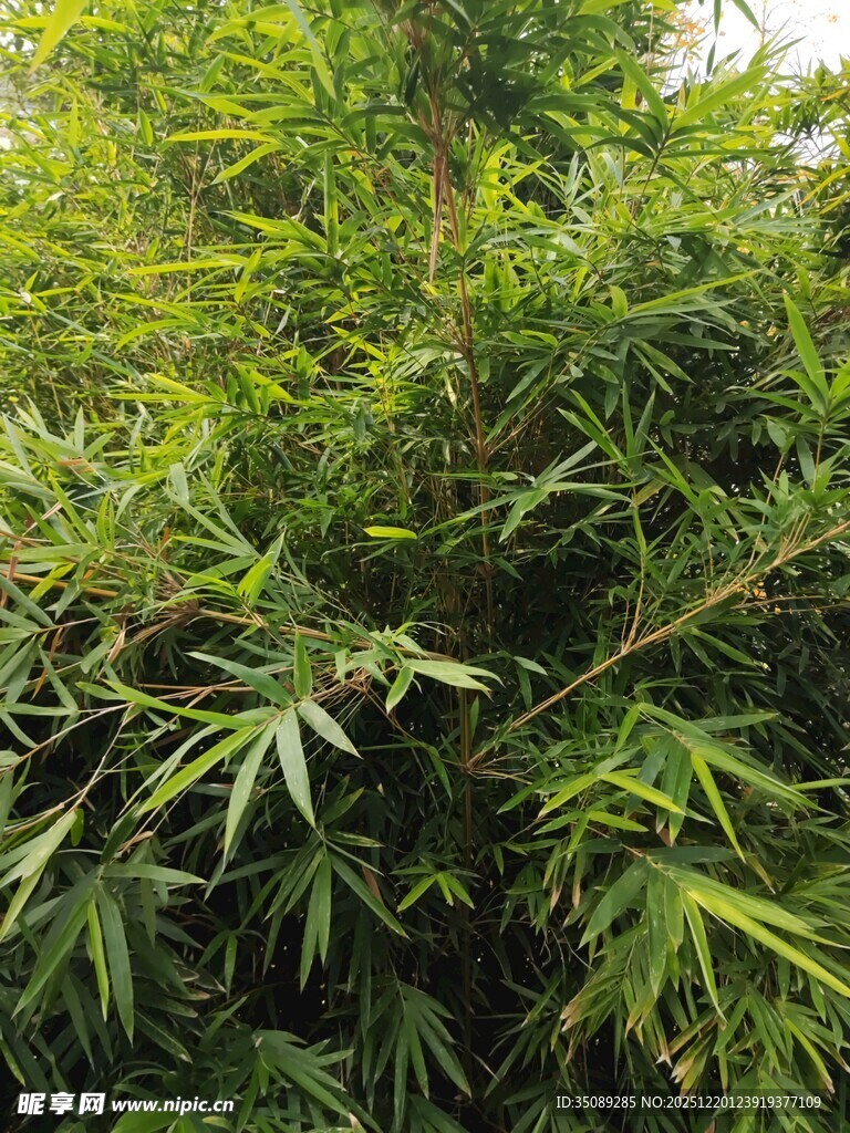 翠绿竹林景致