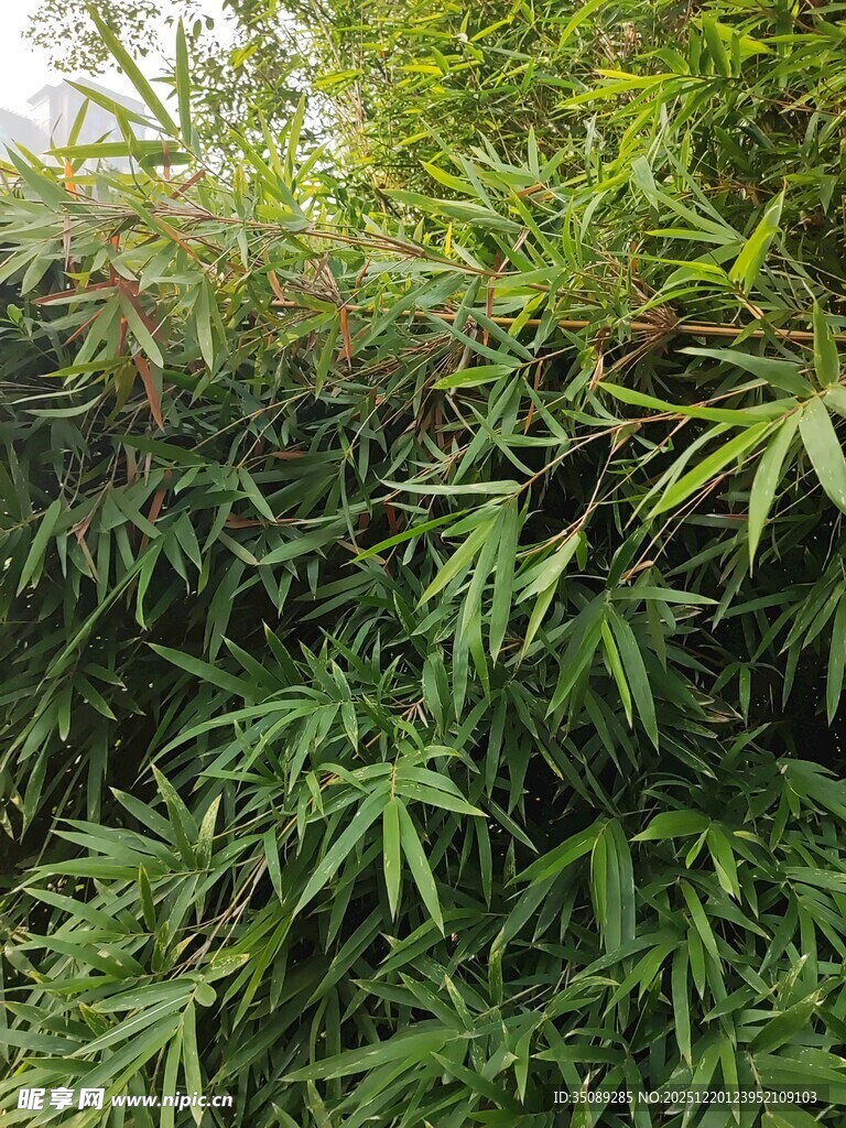 茂密翠绿的植物景观