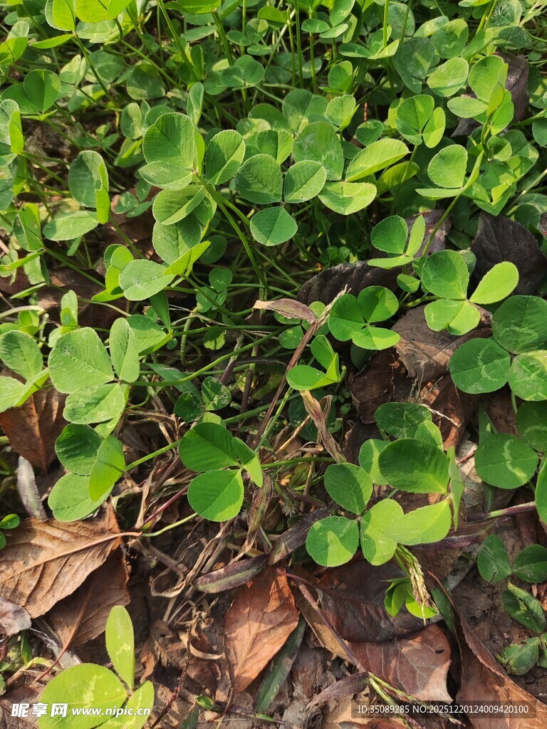 翠绿三叶草与枯叶相伴